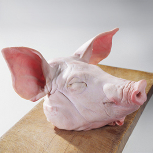 PG26. ក្បាលជ្រូក 1ea