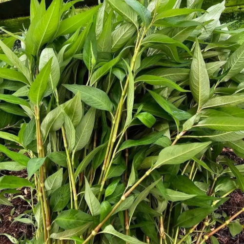 V46. ជីពងទាកូន 1pack