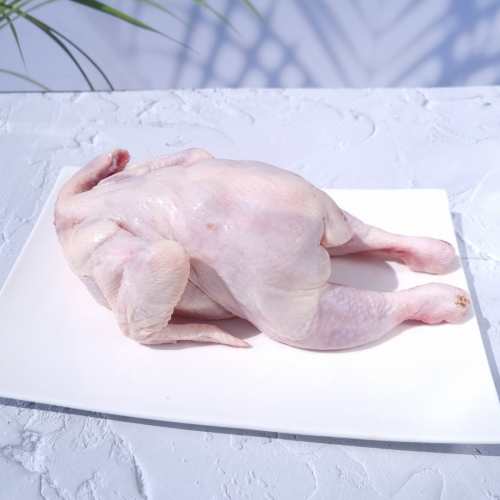 CK03. មាន់ផុយ 1ea