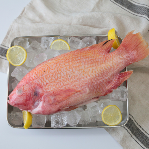 SE05. ត្រីឡាប់យាក្រហម 1pack