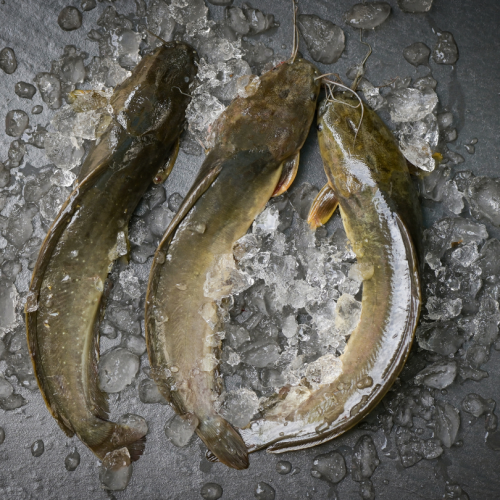 SE07. ត្រីអណ្តែង 1pack